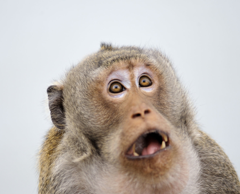 Monkey looking shocked